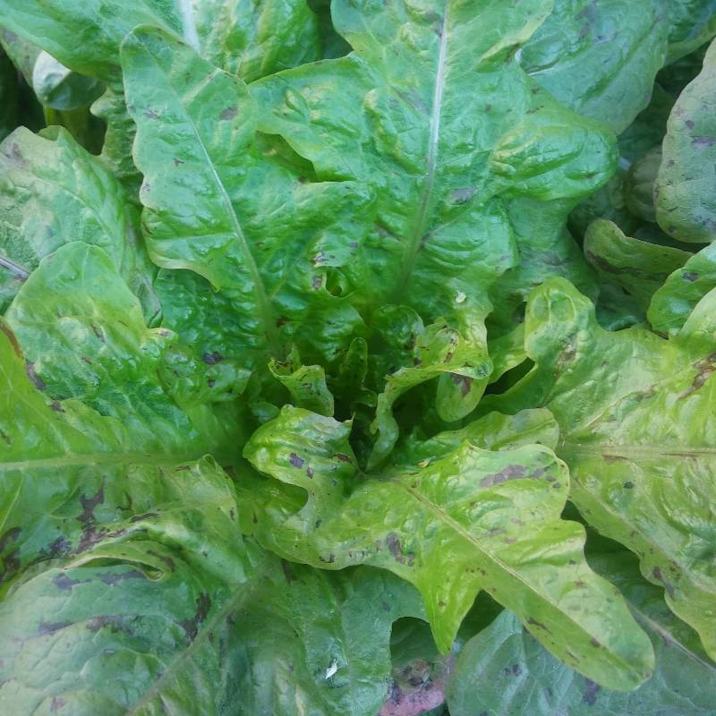 Lechuga Hoja de Roble Jaspeada