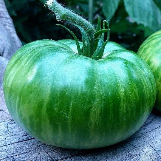 Tomate Zebra Rita