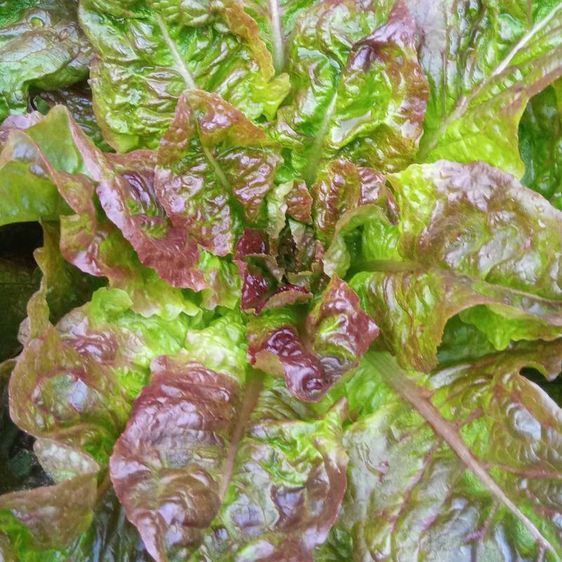 Lechuga Criolla