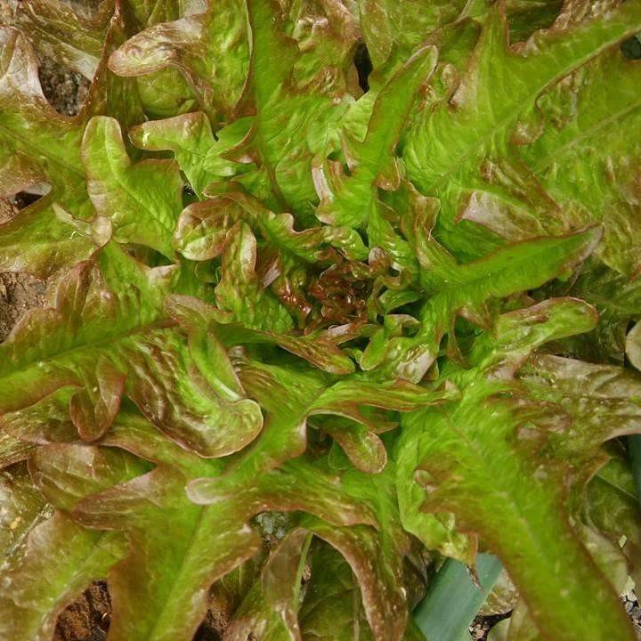 Lechuga Hoja de Roble Roja