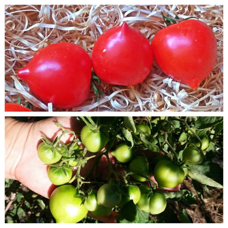 Tomate Anna's Multiflora
