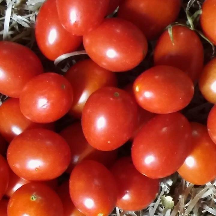 Tomate Cherry Grappe