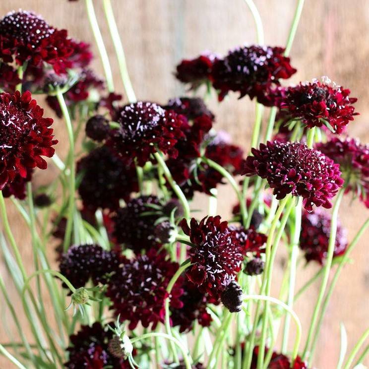 Scabiosa Purpurea