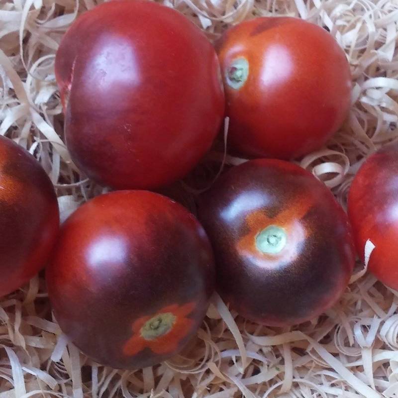 Tomate Bosque Blue