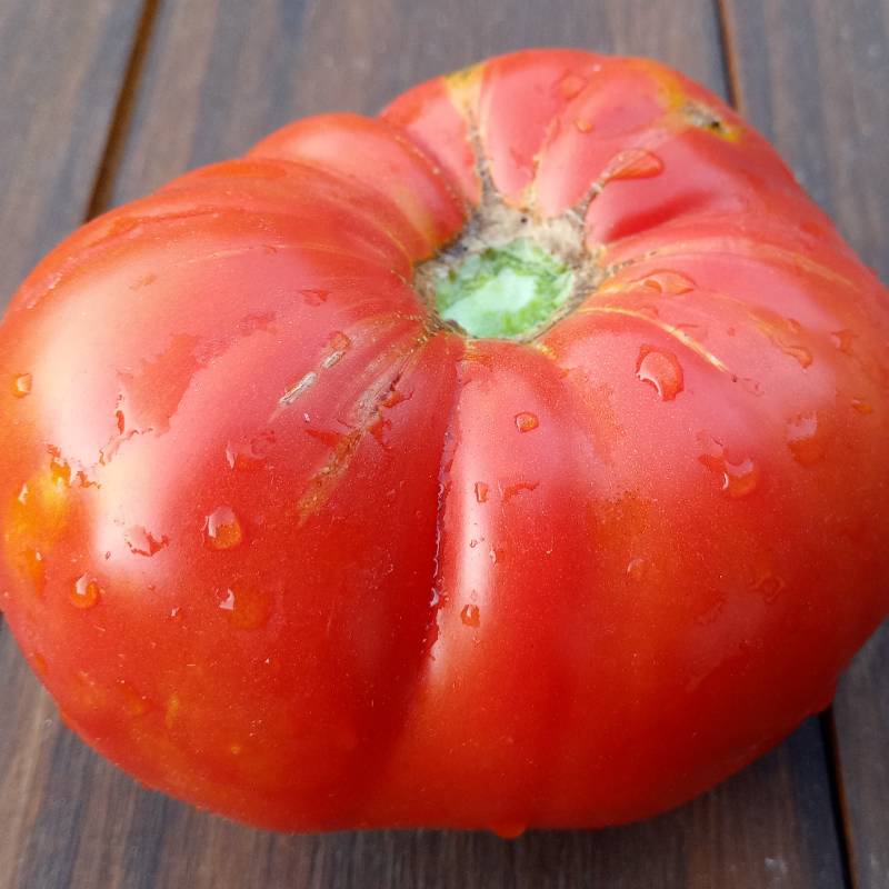 Tomate Furiosi Ramella