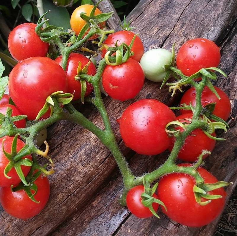 Tomate Geranium Kiss