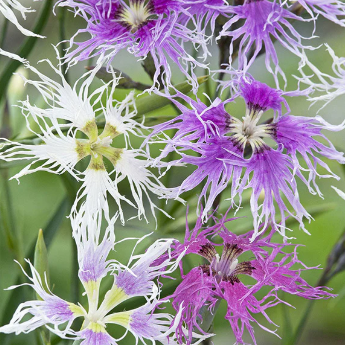 Dianthus Belleza del Arcoíris