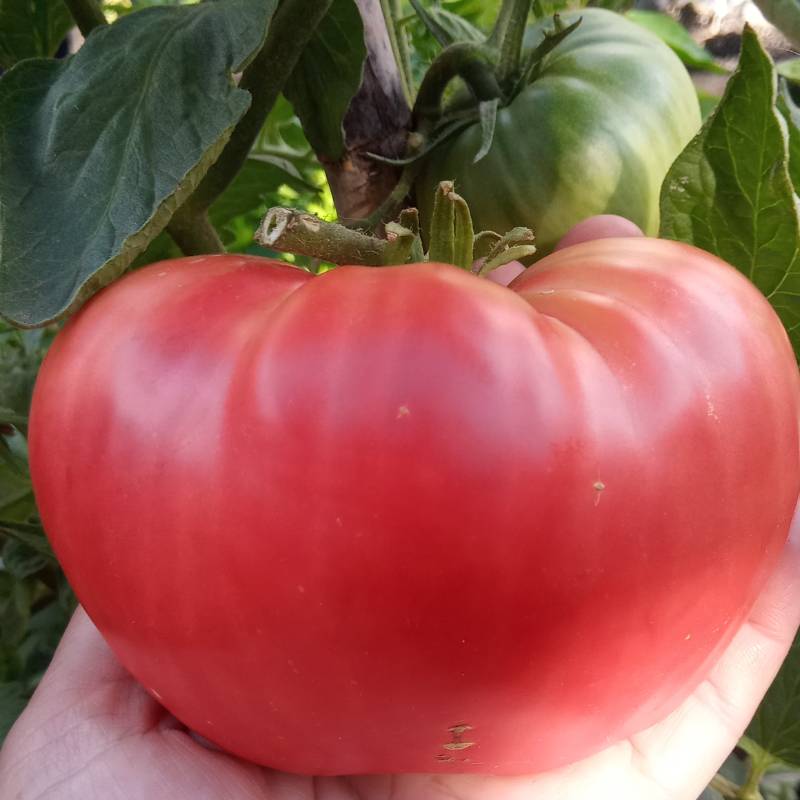 Tomate Dwarf Pink Passion
