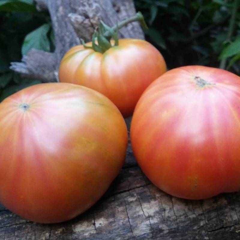 Tomate Gold Medal