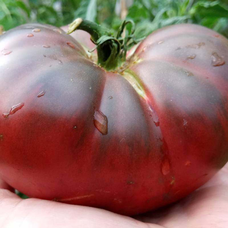 Tomate Viagra