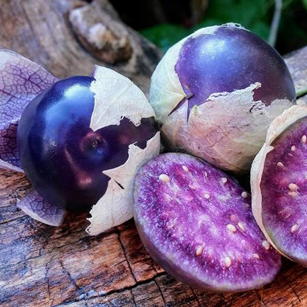 Tomatillo Purple