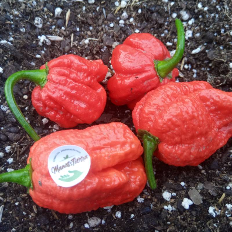 Ají Carolina Reaper