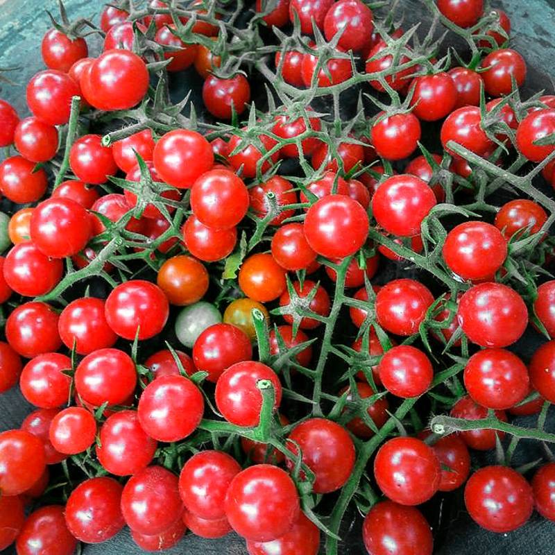 Tomate Cherry Aperitivo Dulce