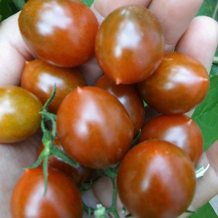 Tomate Cherry Moruno