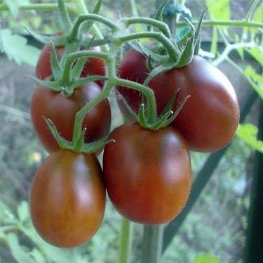 Tomate Black Plum