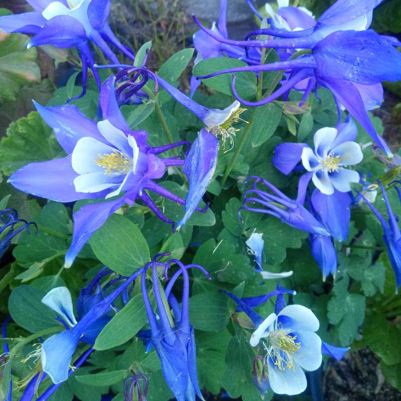 Aquilegia Azul