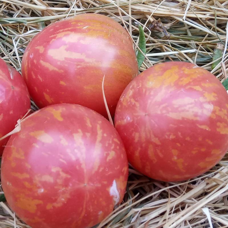 Tomate Dwarf Balkan Tiger