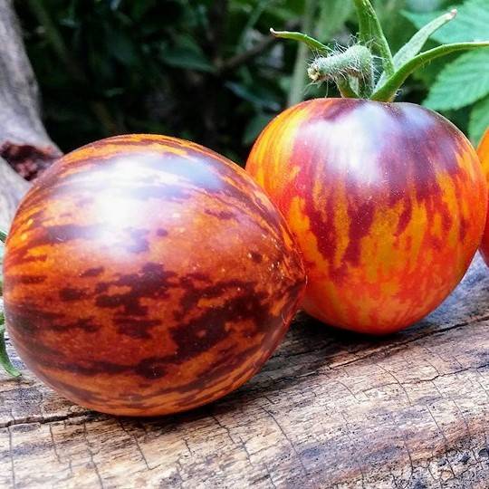 Tomate Shadow Boxing