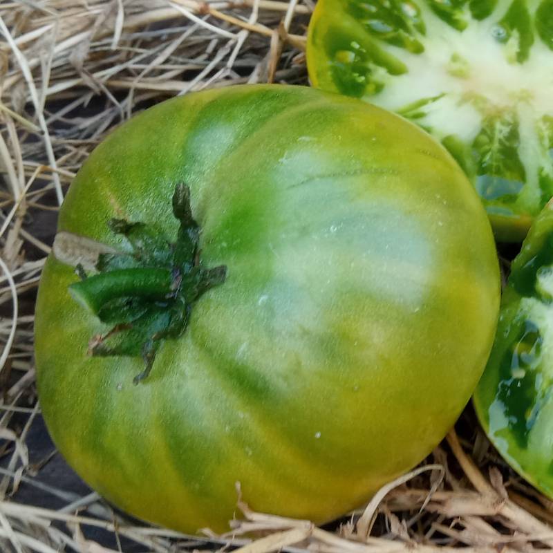 Tomate Dwarf Emerald Giant