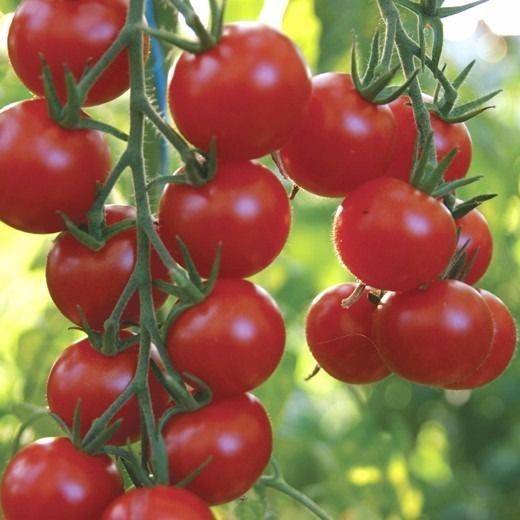 Tomate Cherry Gardeners De Light