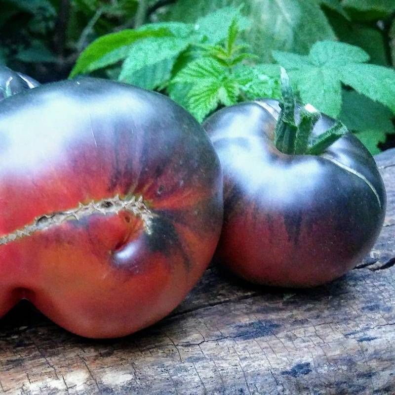 Tomate Black Beauty