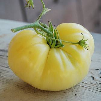 Tomate Fantome du Laos