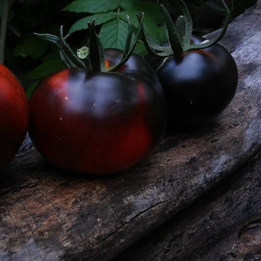 Tomate Blue Streak