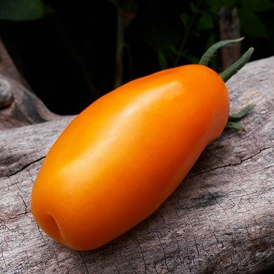 Tomate Banatichk Orange