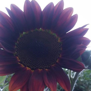 Girasol Red Velvet