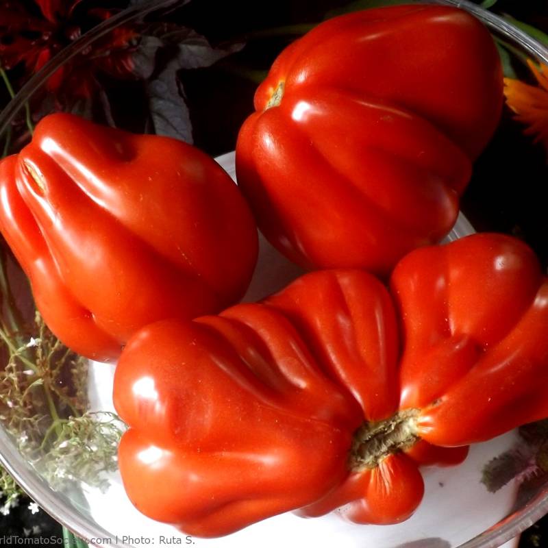 Tomate Liguria