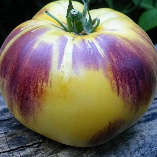 Tomate Great White Blue