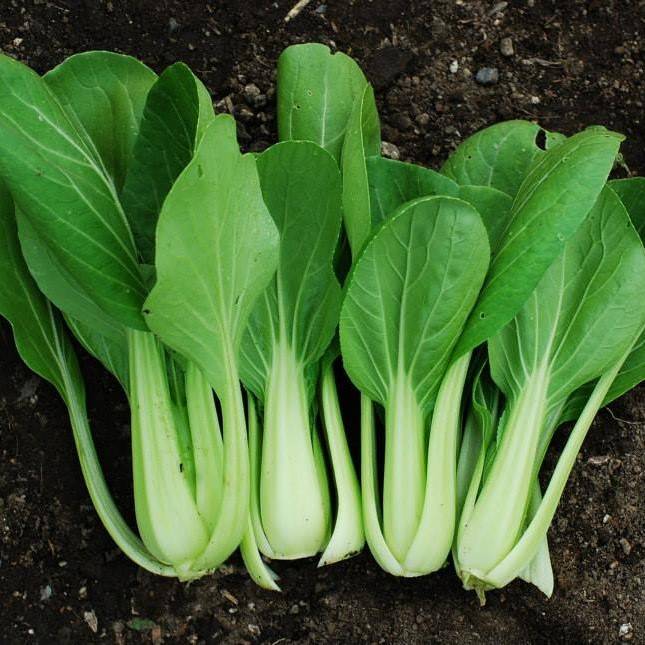 Pak Choi