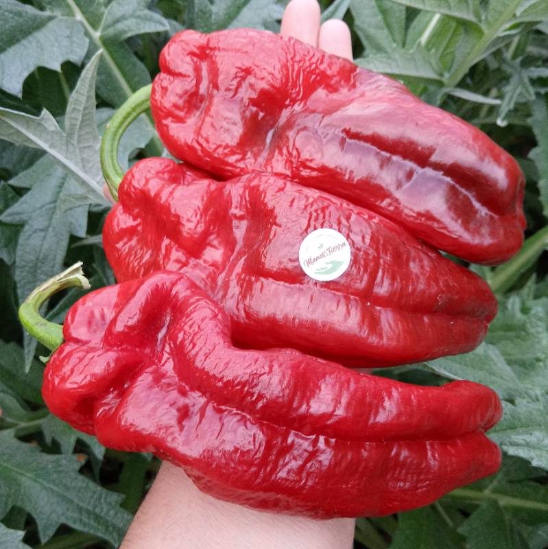 Pimiento Italiano de Freir