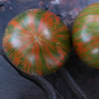 Tomate Irish Striped