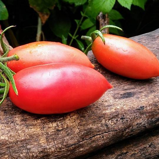 Tomate Pink Icicle