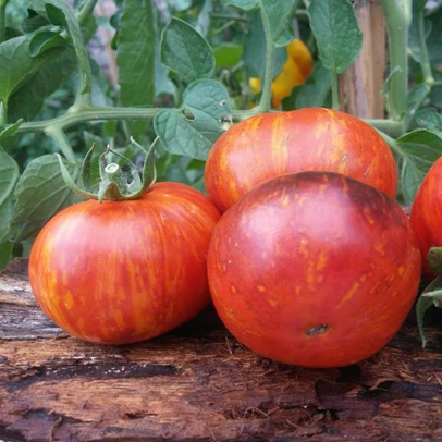 Tomate Wild Tiger