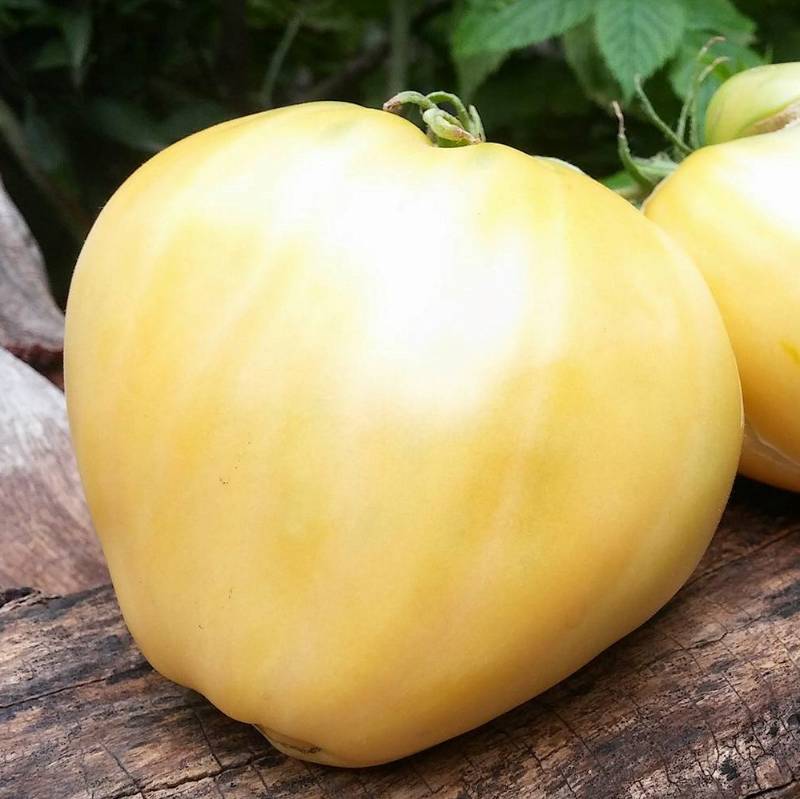 Tomate White Oxheart