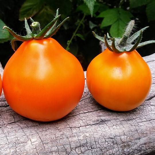 Tomate Japanese Truffle Oranzikas