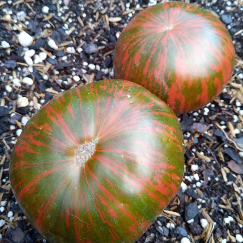 Tomate Banded Amazon