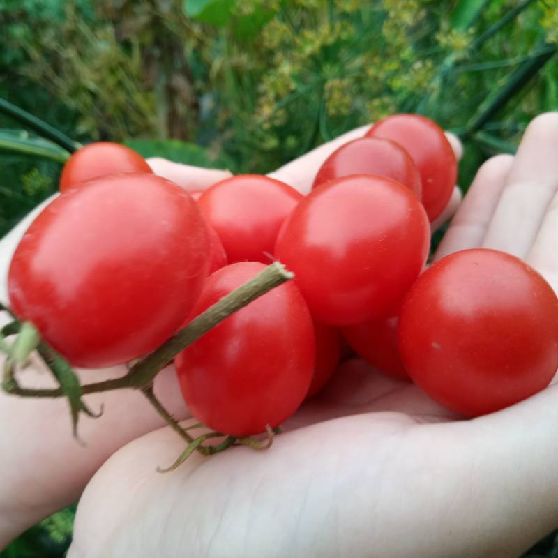 Tomate Cherry Rosalita