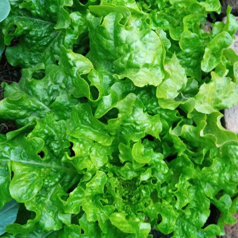 Lechuga Foglia di Quercia