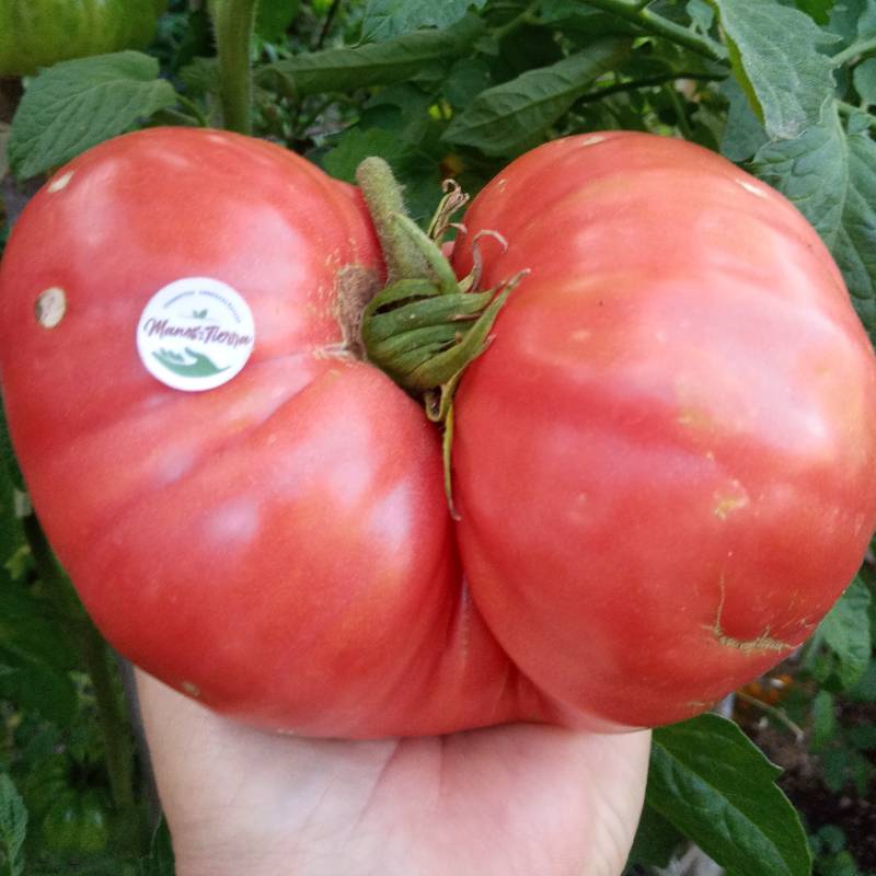 Tomate Antiguo de Guadalajara