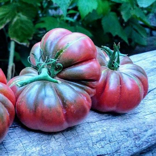 Tomate Purple Calabash