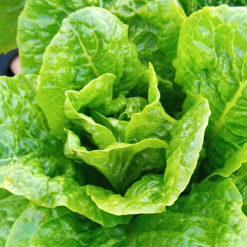 Lechuga Gallega