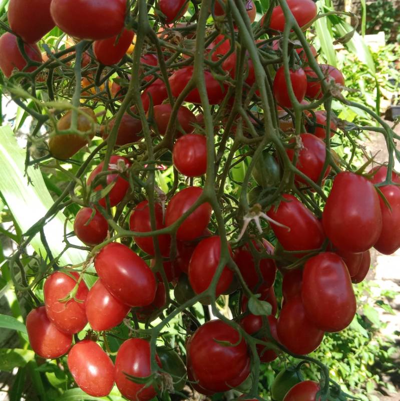 Tomate Cherry Kozula 14