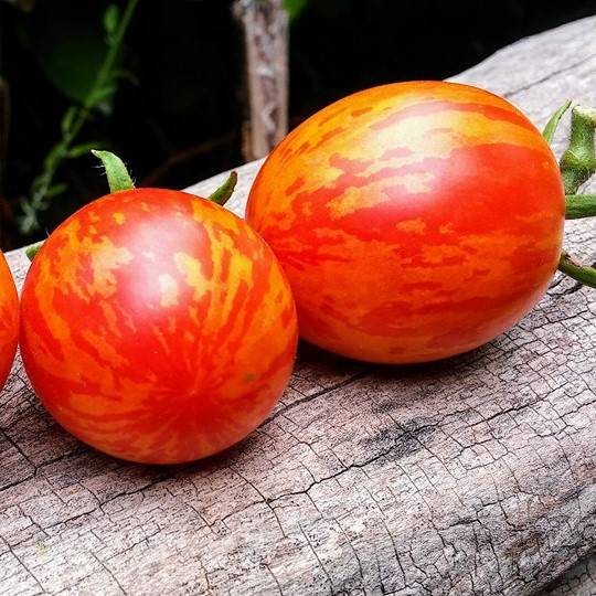 Tomate Red Zebra