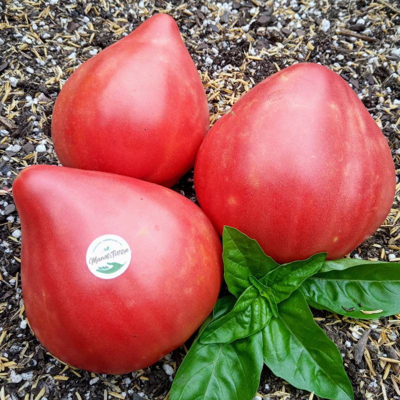 Tomate Corazón de Oso