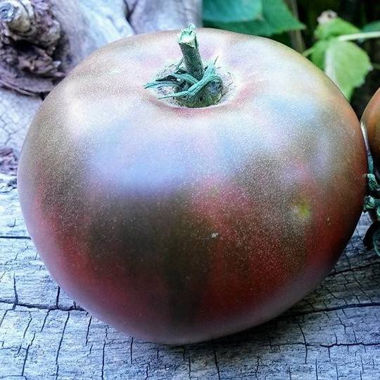 Tomate 1884 Purple