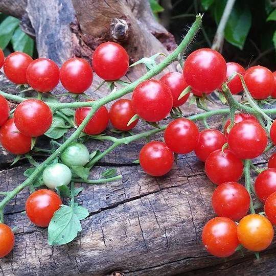 Tomate Cherry Iva's Red Berry