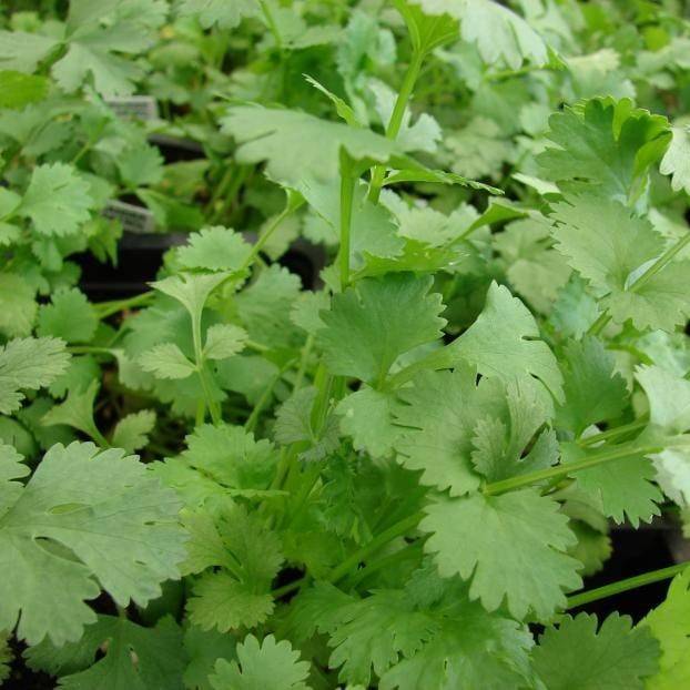 Cilantro